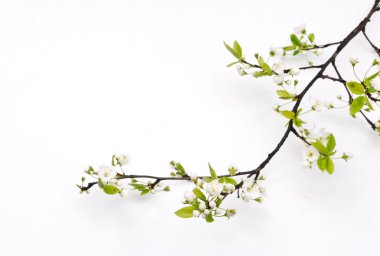 yumuşak arka plan bahar kiraz çiçeği.