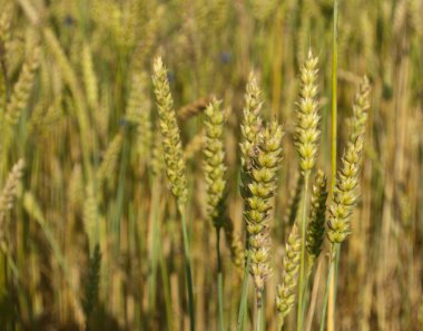 Buğday tarlası ve bulutlu mavi gökyüzü