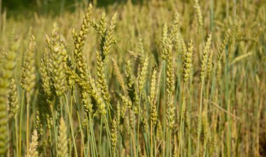 Buğday tarlası ve bulutlu mavi gökyüzü