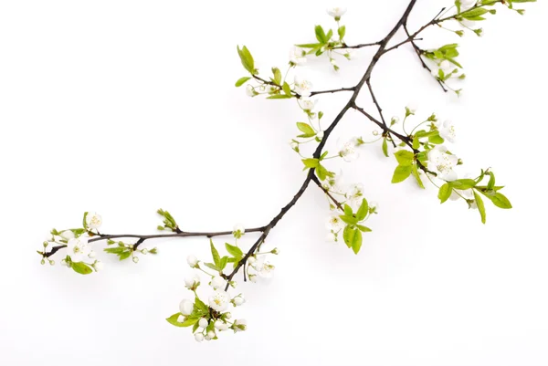 Frühlingskirschblüte mit weichem Hintergrund. — Stockfoto