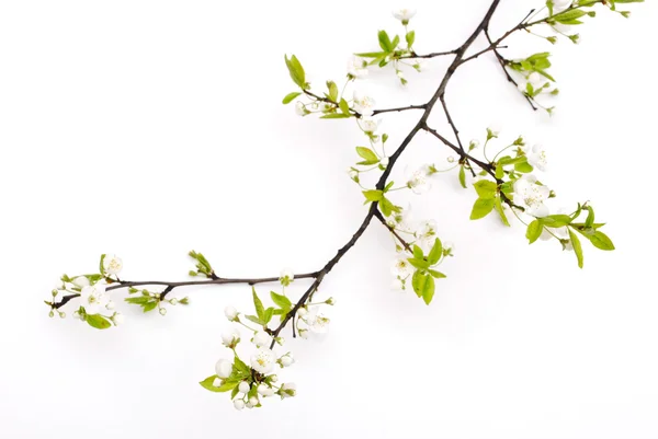 Våren cherry blossom med mjuk bakgrund. — Stockfoto