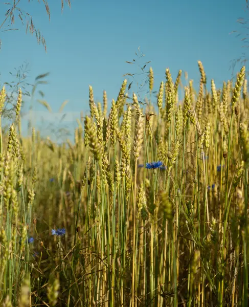 Weizenfeld und blauer Himmel mit Wolken — Stockfoto