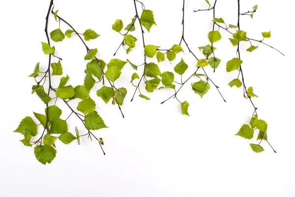 Filiale di tiglio con nuove foglie — Foto Stock