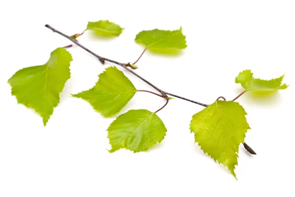 Filiale di tiglio con nuove foglie — Foto Stock