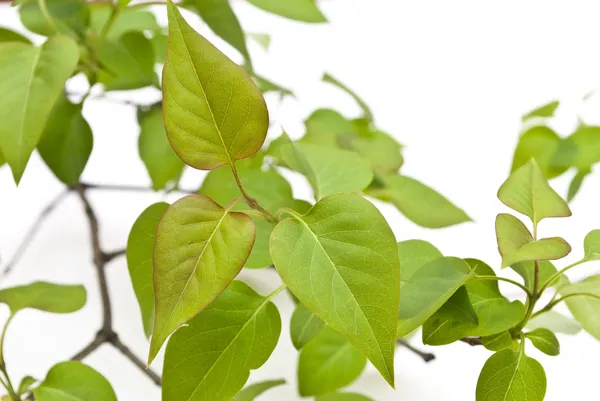 Linden branch with new leaves — Stock Photo, Image