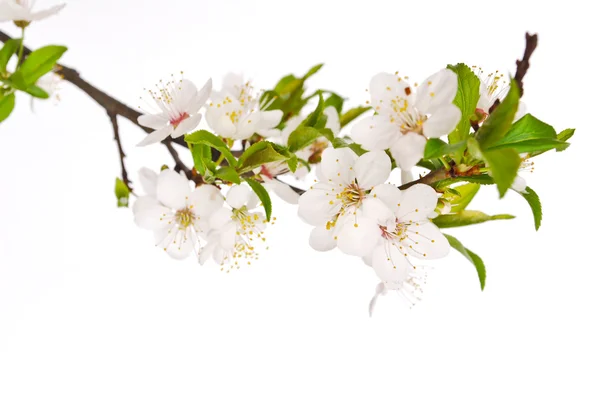 Primavera flor de cereja com fundo macio . — Fotografia de Stock