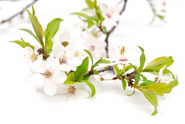 yumuşak arka plan bahar kiraz çiçeği.