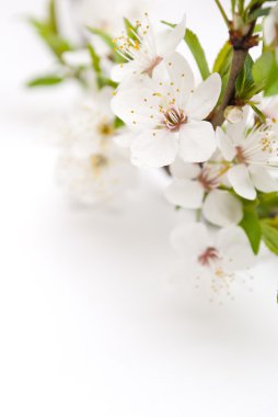 yumuşak arka plan bahar kiraz çiçeği.