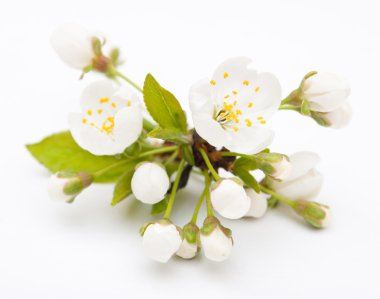 yumuşak arka plan bahar kiraz çiçeği.