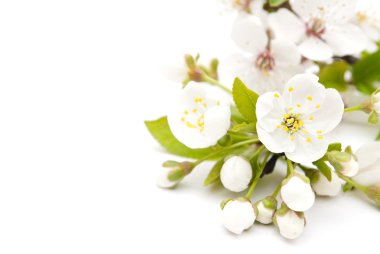 yumuşak arka plan bahar kiraz çiçeği.