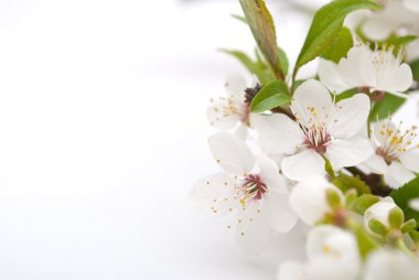 yumuşak arka plan bahar kiraz çiçeği.