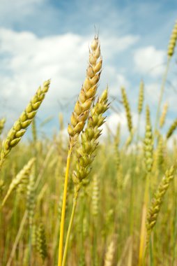 Buğday tarlası ve bulutlu mavi gökyüzü
