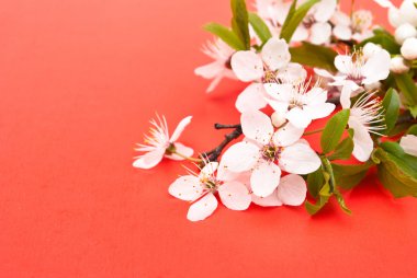 Bahar kiraz çiçeği