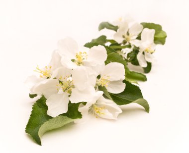 elma çiçeği üzerinde beyaz izole