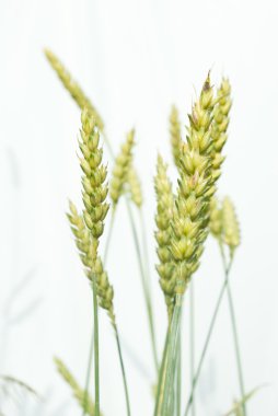 Buğday tarlası ve bulutlu mavi gökyüzü