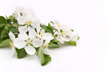 elma çiçeği üzerinde beyaz izole