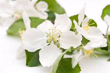 elma çiçeği üzerinde beyaz izole