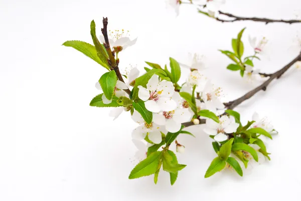 Primavera fiore di ciliegio con sfondo morbido . — Foto Stock