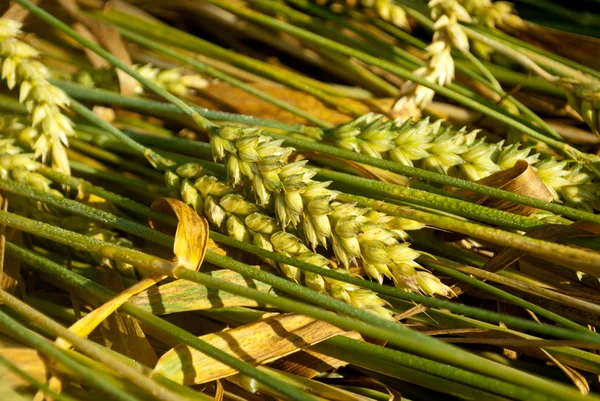 Campo di grano e cielo blu con nuvole — Foto Stock