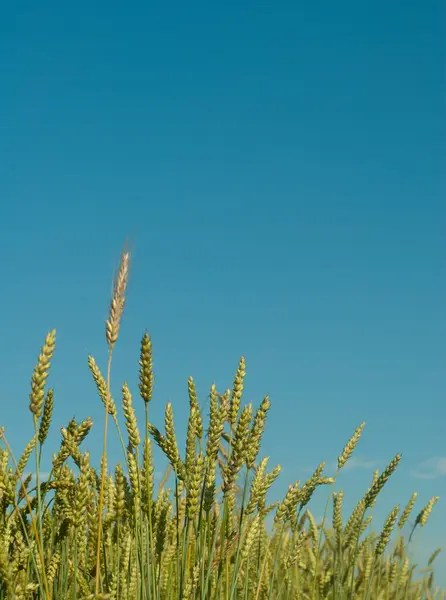 Buğday tarlası ve bulutlu mavi gökyüzü — Stok fotoğraf