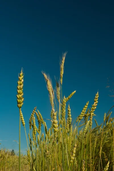 Пшеничне поле і блакитне небо з хмарами — стокове фото