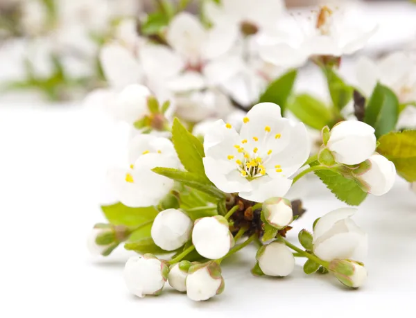 Lente cherry blossom met zachte achtergrond. — Stockfoto