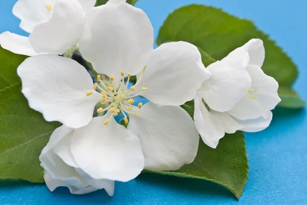 Flor de manzana —  Fotos de Stock