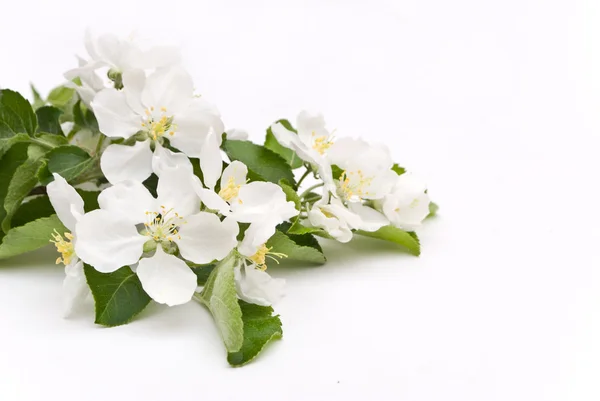 Flor de manzana aislada en blanco — Foto de Stock