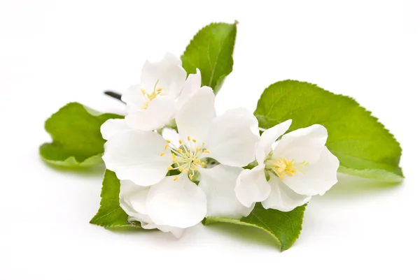 Flor de maçã isolada em branco — Fotografia de Stock