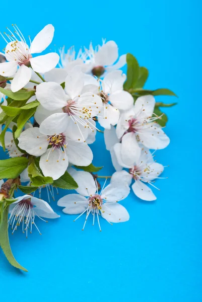 Frühlingskirschblüte — Stockfoto