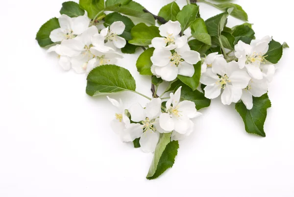 Apple blossom geïsoleerd op wit — Stockfoto