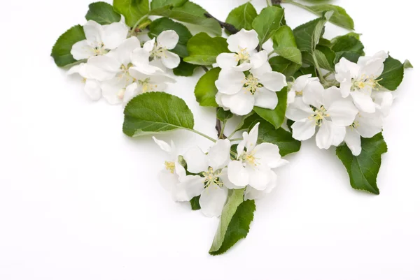 Flor de manzana aislada en blanco —  Fotos de Stock