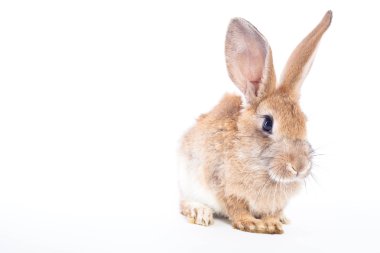 Beyaz arka plan üzerinde izole tavşan tavşan