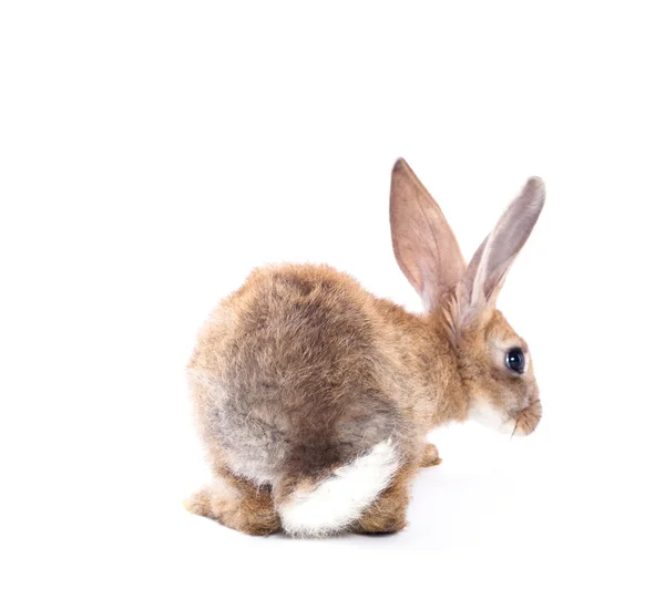 Conejo rojo —  Fotos de Stock