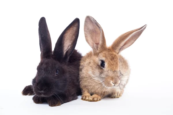Два кролики — стокове фото