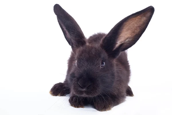 Schwarzes Kaninchen — Stockfoto