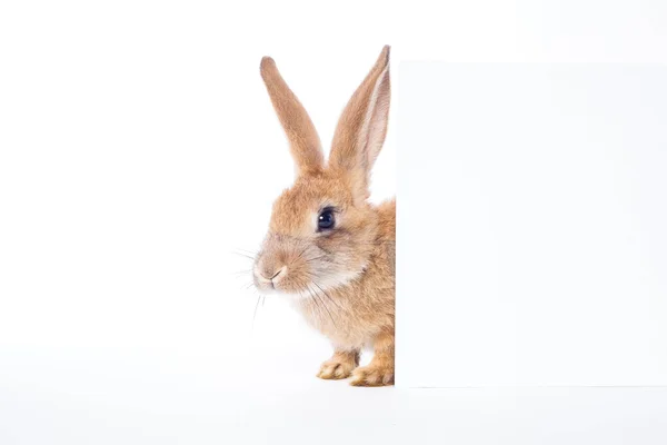 Conejo de conejo aislado sobre fondo blanco — Foto de Stock