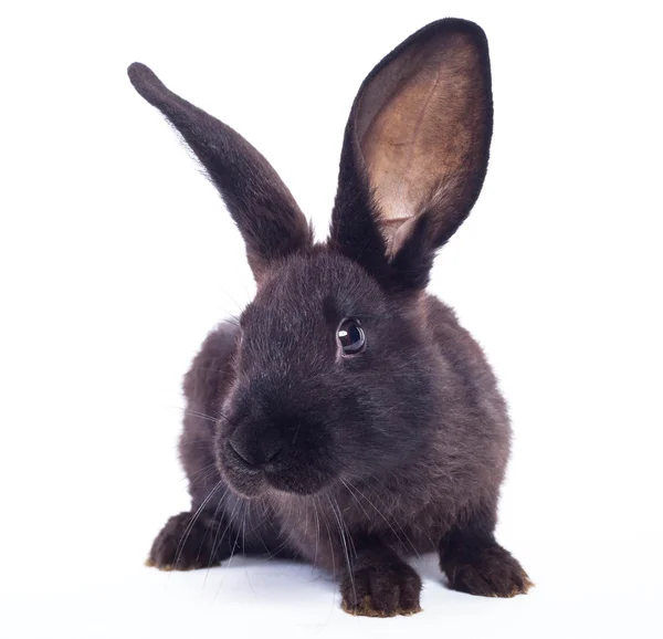 Conejo negro —  Fotos de Stock