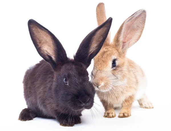 Zwei Kaninchen — Stockfoto