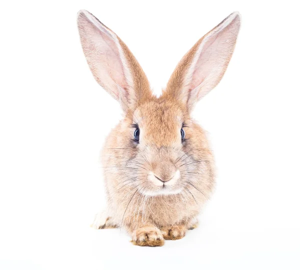 Conejo rojo —  Fotos de Stock