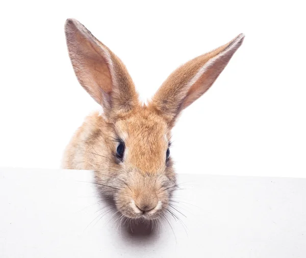 Kırmızı tavşan kurulu — Stok fotoğraf