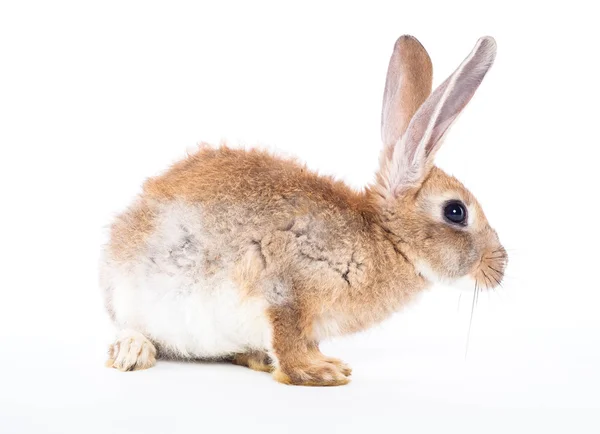 Red rabbit — Stock Photo, Image