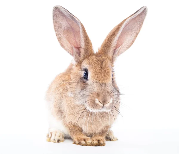 Kaninchen Hase isoliert auf weißem Hintergrund — Stockfoto