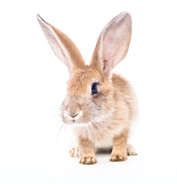 Conejo rojo — Foto de Stock