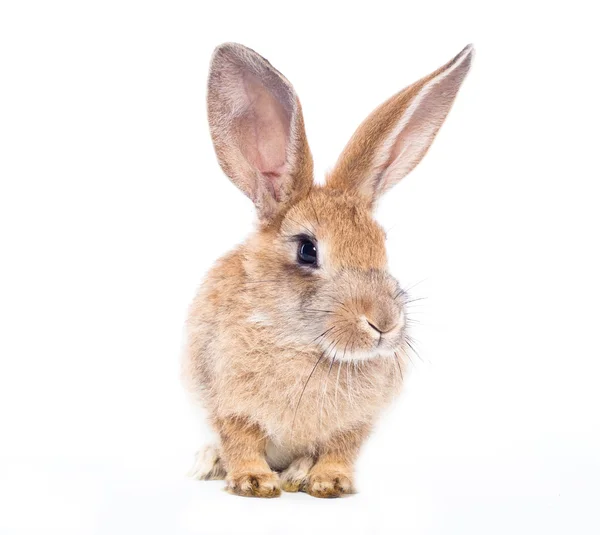 红兔 — 图库照片