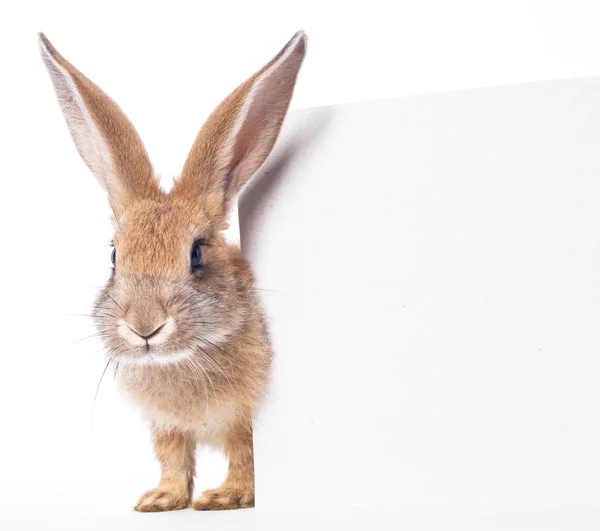Conejo rojo y tabla —  Fotos de Stock