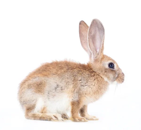 Rood konijn — Stockfoto