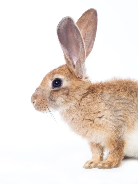 赤いウサギ — ストック写真