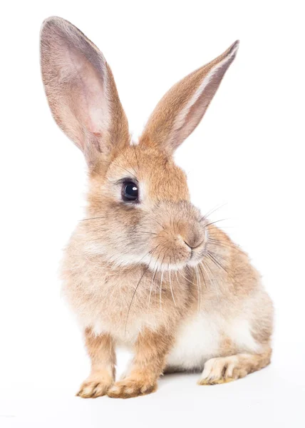 Red rabbit — Stock Photo, Image