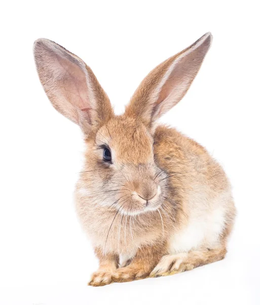 Kırmızı tavşan — Stok fotoğraf